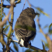 Brown-backed Honeybird